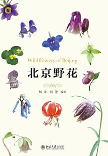 上古卷轴魔法师之路